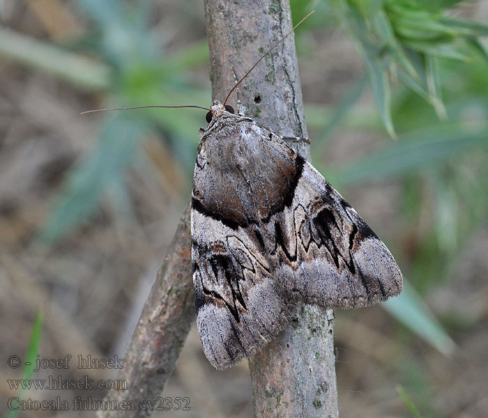 Catocala fulminea