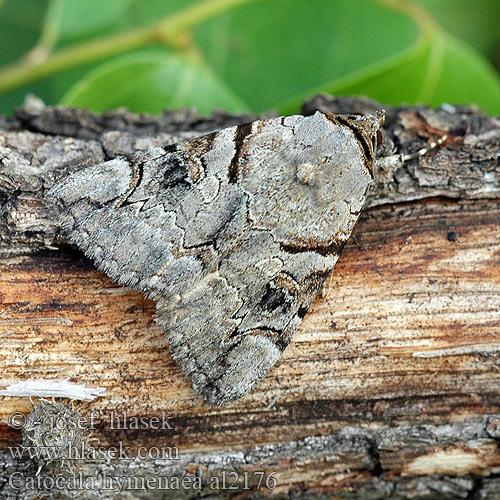 Catocala hymenaea Stužkonoska trnková Stužkavec trnkový Желтая орденская лента Темно-желтая