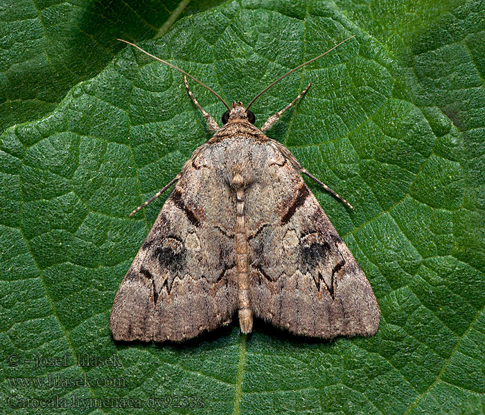 Stužkonoska trnková Stužkavec trnkový Catocala hymenaea