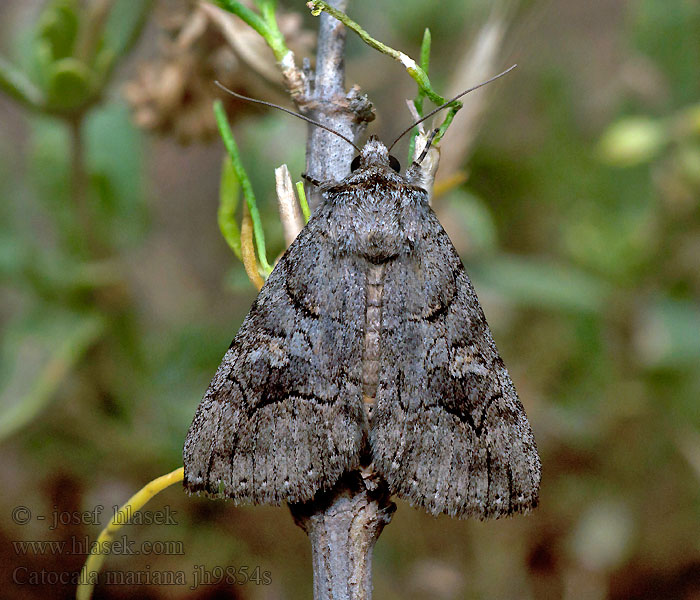 Catocala mariana