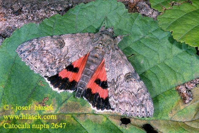 Catocala nupta Red Underwing Mariée Lichénée rouge