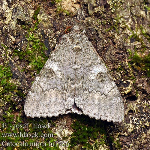 Red Underwing Mariée Lichénée rouge Piros övesbagoly