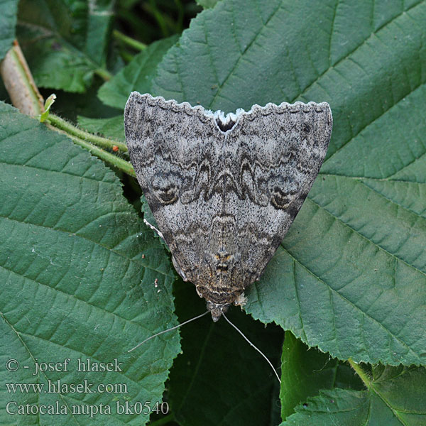 Ленточница обыкновенная красная Catocala nupta Red Underwing