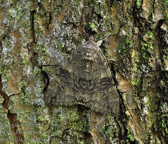 Catocala nupta Wstegówka pasówka