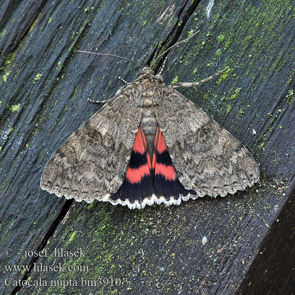 Red Underwing Mariée Lichénée rouge Ленточница обыкновенная красная