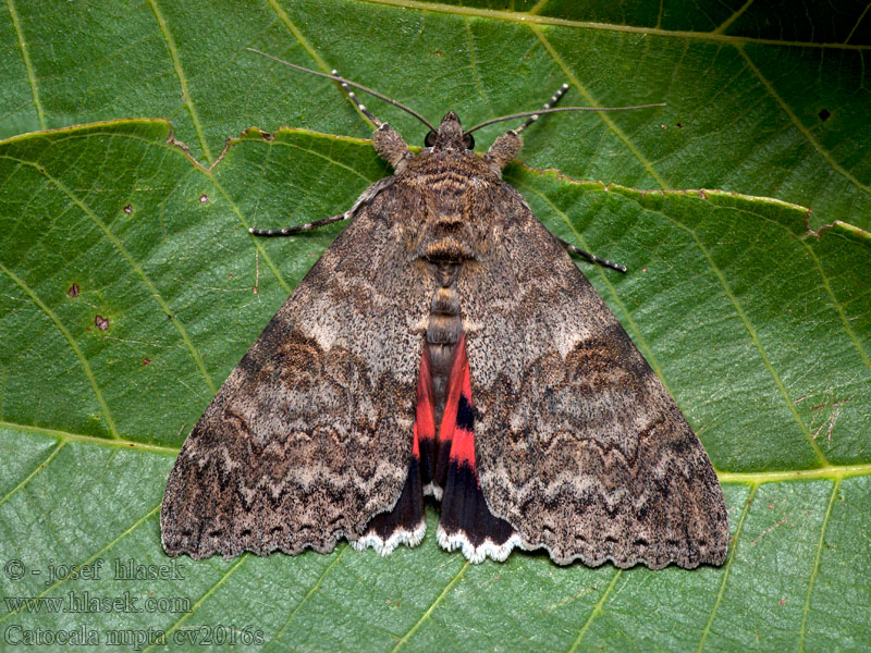 Catocala nupta