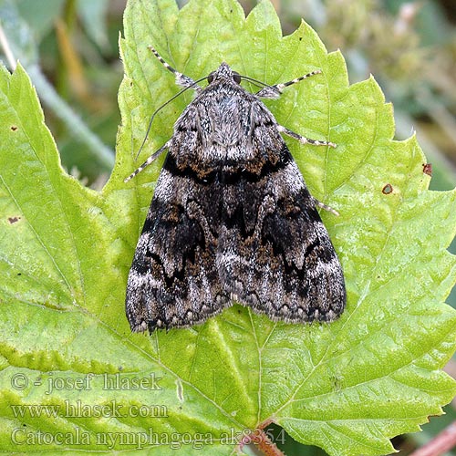 Catocala nymphagoga Ephesia Oak Yellow Underwing Stužkonoska žlutá Stružkavec žltý Ленточница желтая южная