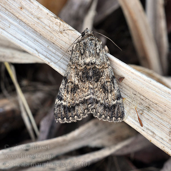 Oak Yellow Underwing Stužkonoska žlutá Stružkavec žltý