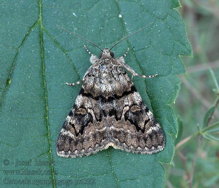 Ephesia Oak Yellow Underwing Catocala nymphagoga