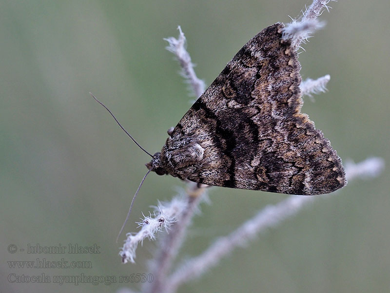 Oak Yellow Underwing Catocala nymphagoga