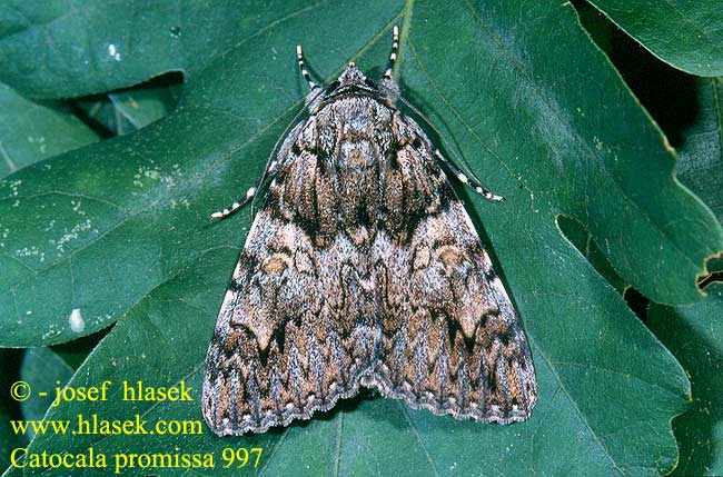 Catocala promissa Light Crimson Underwing Kleine Eichenkarmin Stužkonoska úzkopásná