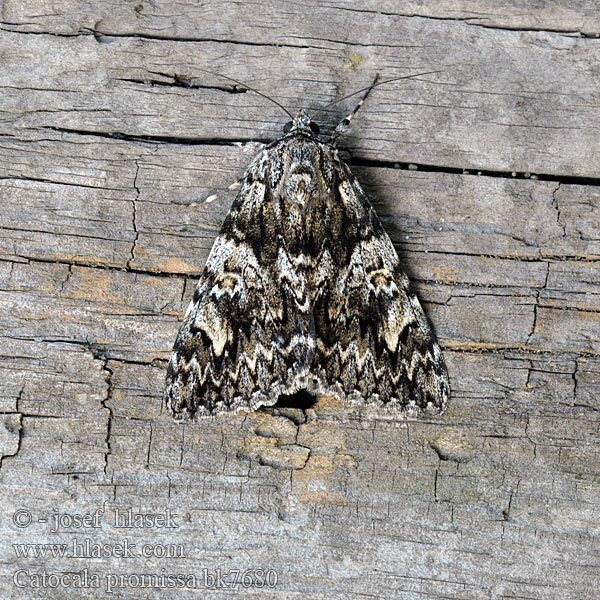 Ленточница малая красная Catocala promissa Light Crimson Underwing