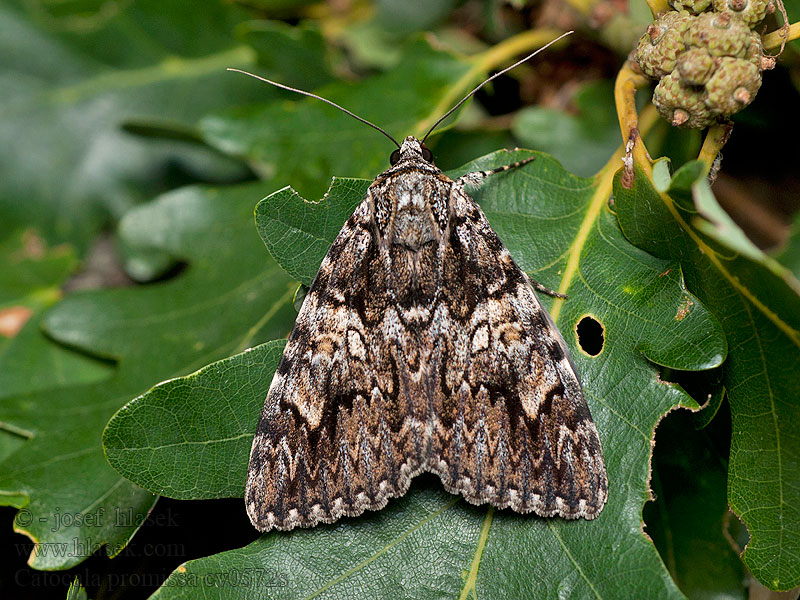 Catocala promissa