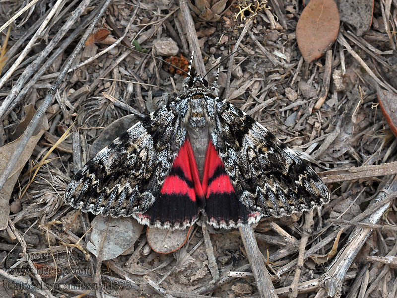 Light Crimson Underwing Kleiner Eichenkarmin Catocala promissa