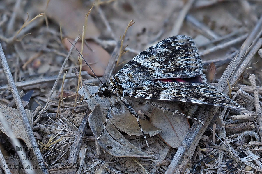 Light Crimson Underwing Kleiner Eichenkarmin Catocala promissa