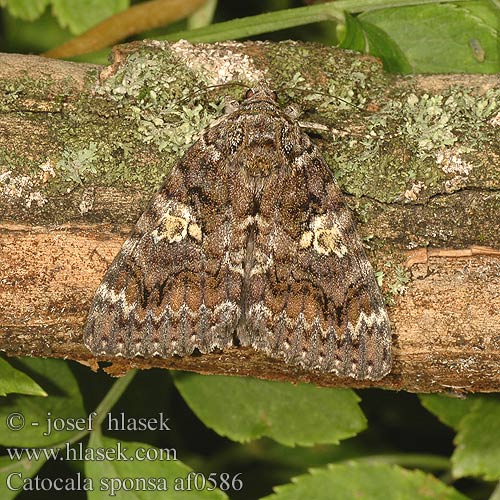 Catocala sponsa Dark Crimson Underwing Große Eichenkarmin Stužkonoska dubová Mørkt Egeordensbånd Karmozijnrood weeskind Wstęgówka karmazynka Лента орденская малиновая Ленточница Stužkovec dubový Vågbandat ordensfly