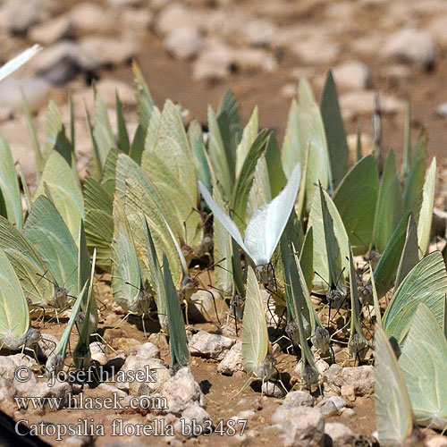 Catopsilia florella African Emigrant migrant Common vagrant butterflies