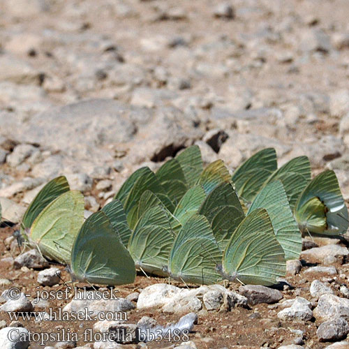 African Emigrant migrant Common vagrant butterflies Catopsilia florella