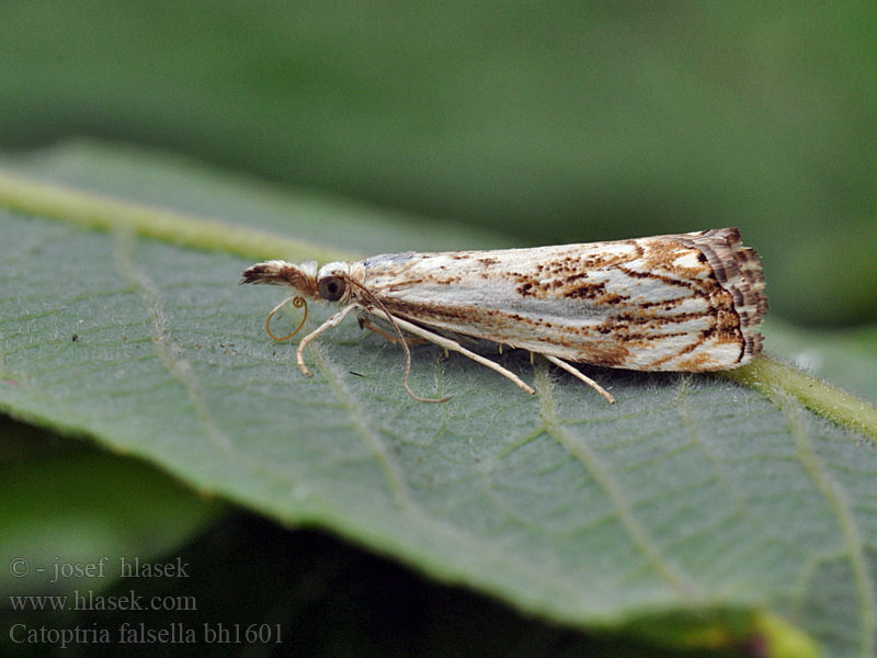 Catoptria falsella Travařík károvaný Trávovec múrový Drietandvlakjesmot