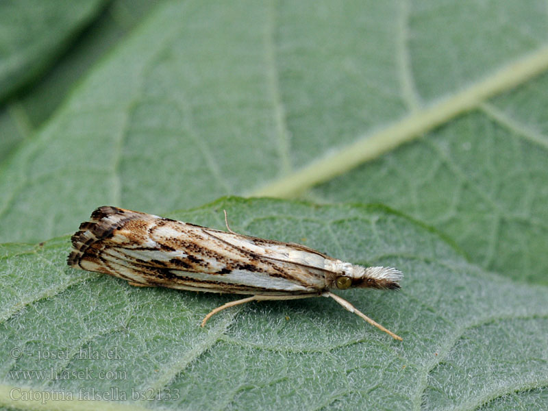 Catoptria falsella Travařík károvaný Trávovec múrový Drietandvlakjesmot