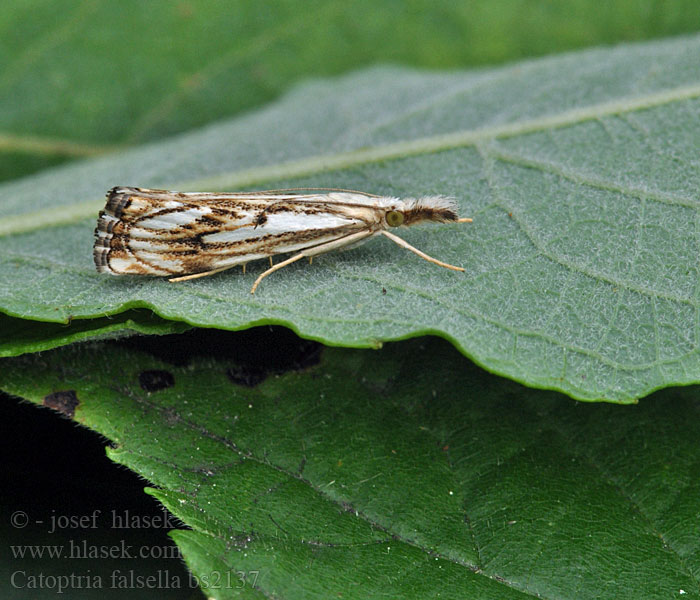 Catoptria falsella Travařík károvaný Trávovec múrový Drietandvlakjesmot