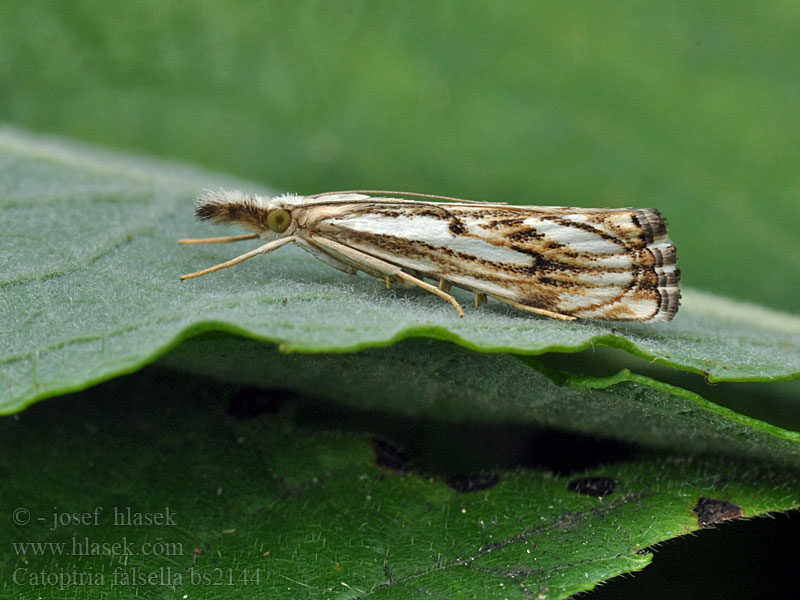 Catoptria falsella Travařík károvaný Trávovec múrový Drietandvlakjesmot