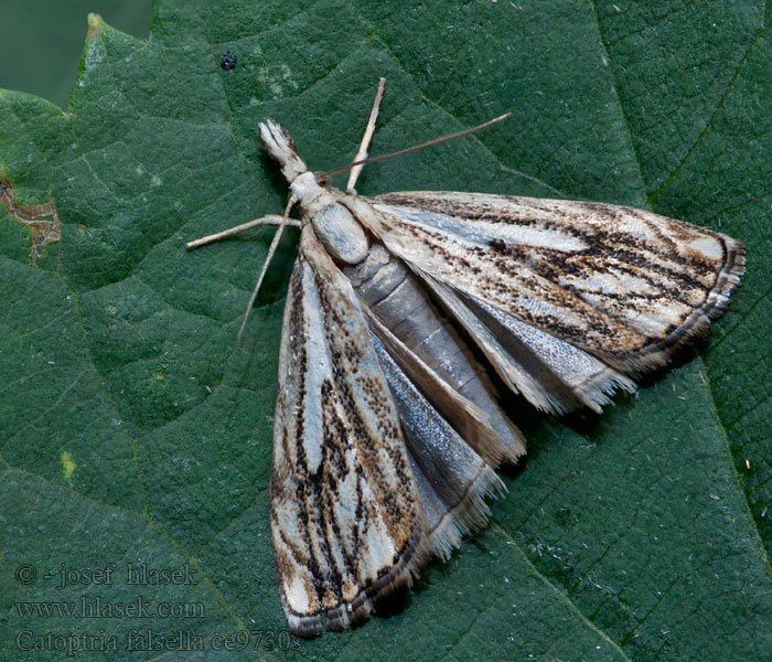 Travařík károvaný Catoptria falsella