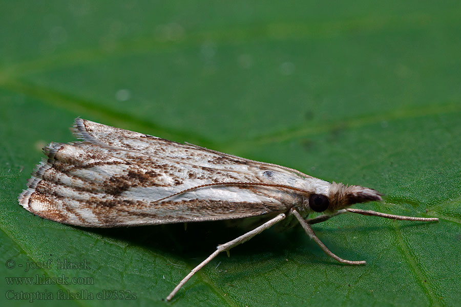 Catoptria falsella