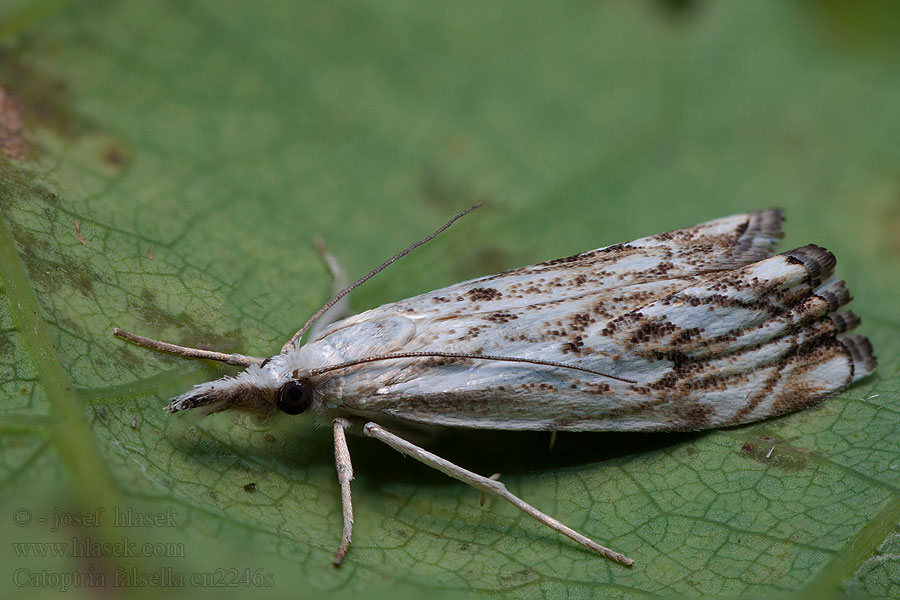 Catoptria falsella