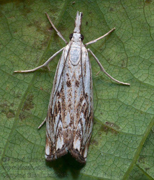 Catoptria falsella