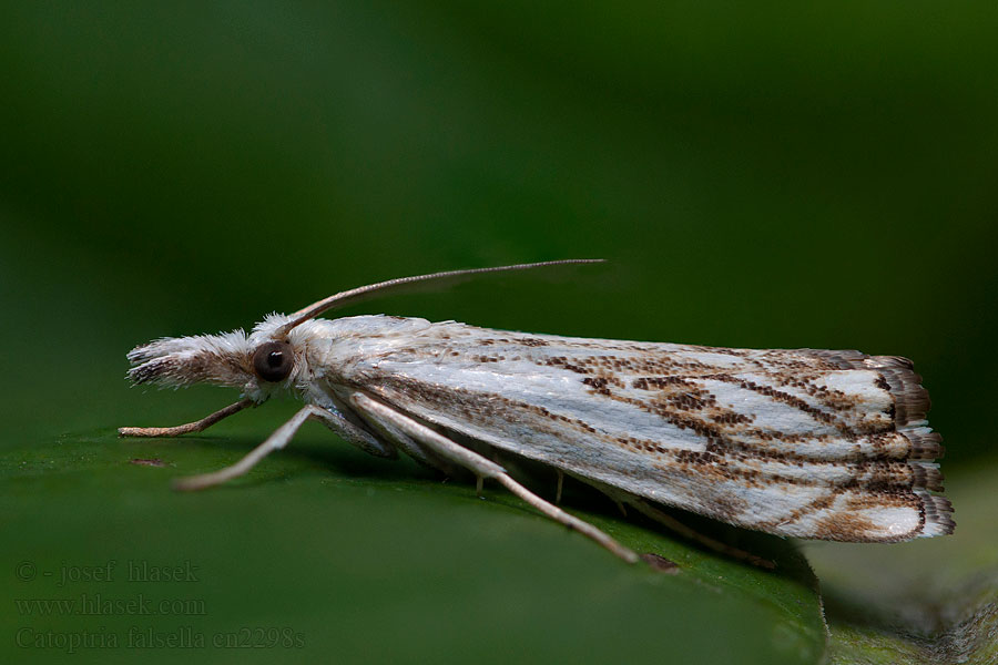 Catoptria falsella