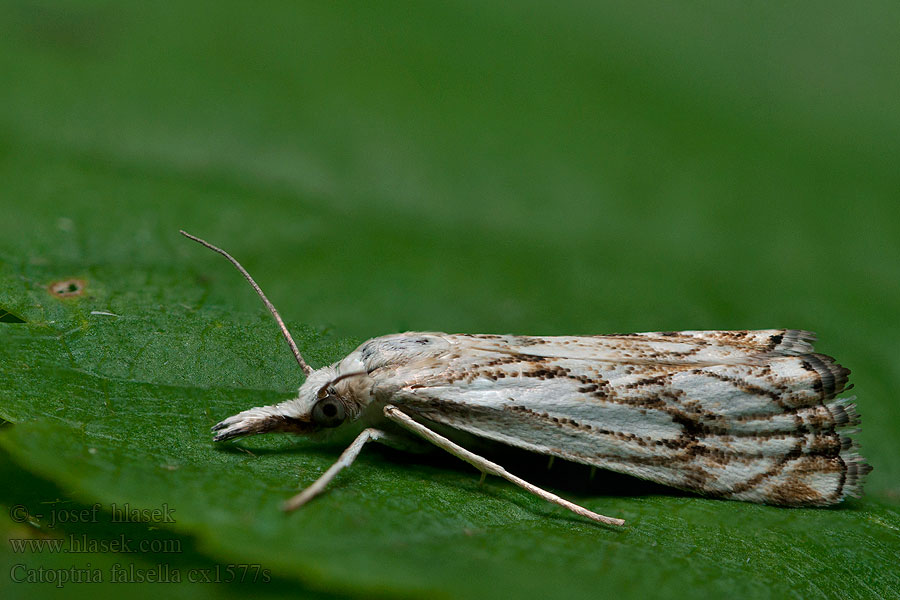 Catoptria falsella