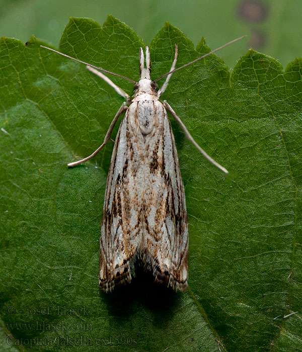 Catoptria falsella