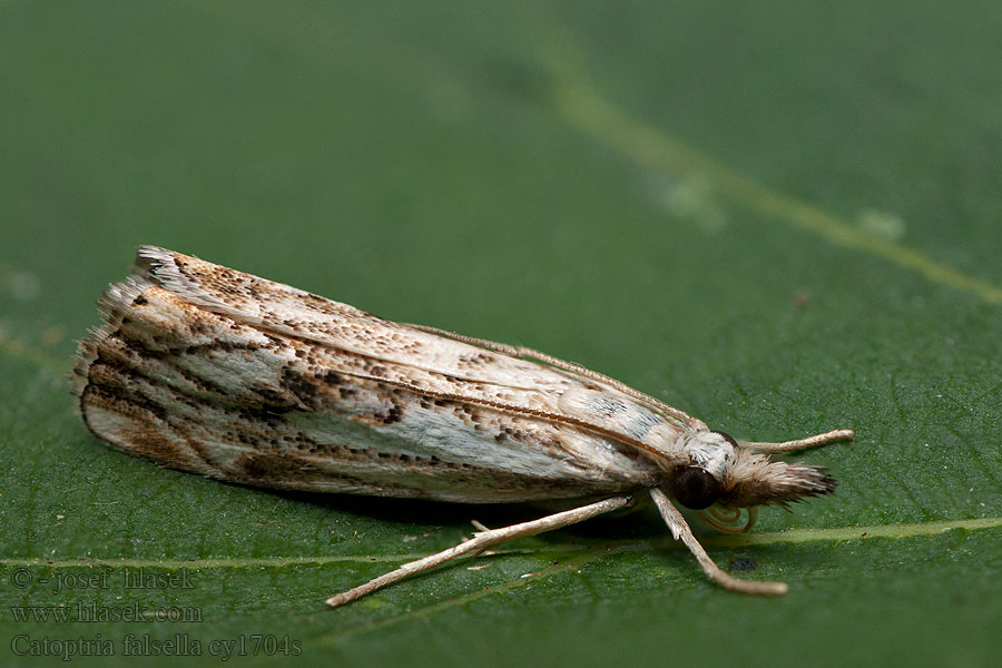 Catoptria falsella