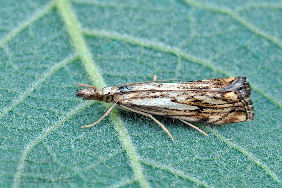 Drietandvlakjesmot Catoptria falsella