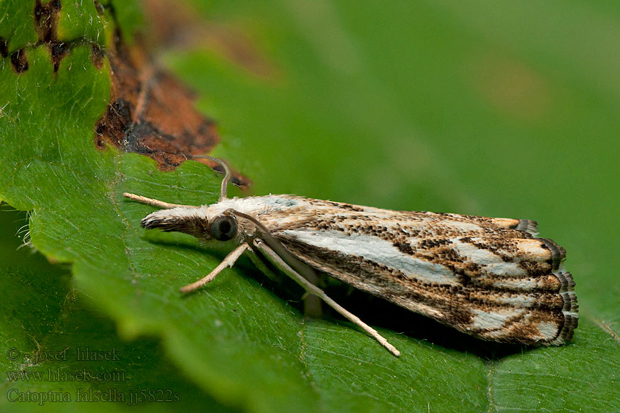 Catoptria falsella