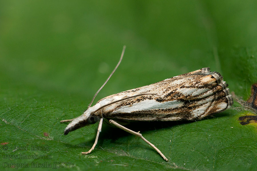 Travařík károvaný Catoptria falsella