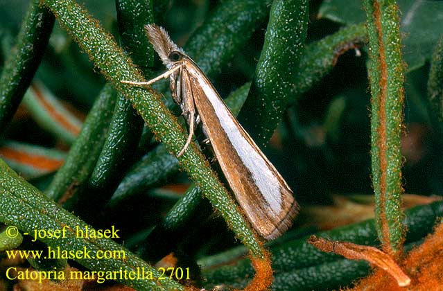 Catoptria margaritella Travařík bělopruhý Trávovec rúbaniskový Pärlgräsmott