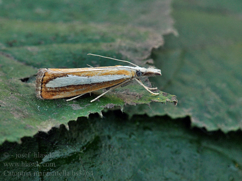 Catoptria margaritella Travařík bělopruhý