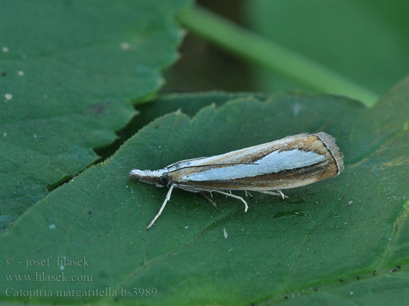 Catoptria margaritella Pearl-band Grass Veneer Trávovec rúbaniskový