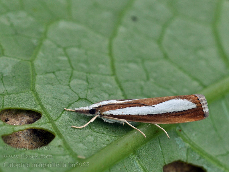 Catoptria margaritella Gelijnde vlakjesmot Kiilakuovakoisa