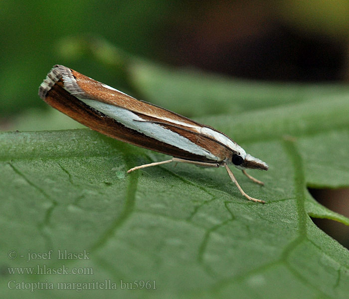 Catoptria margaritella Pärlgräsmott Perlemornebbmott