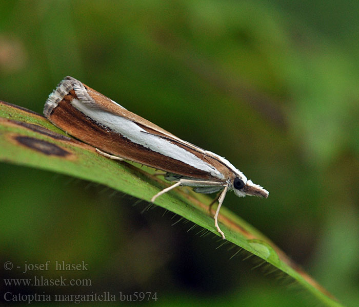 Pearl-band Grass Veneer Catoptria margaritella