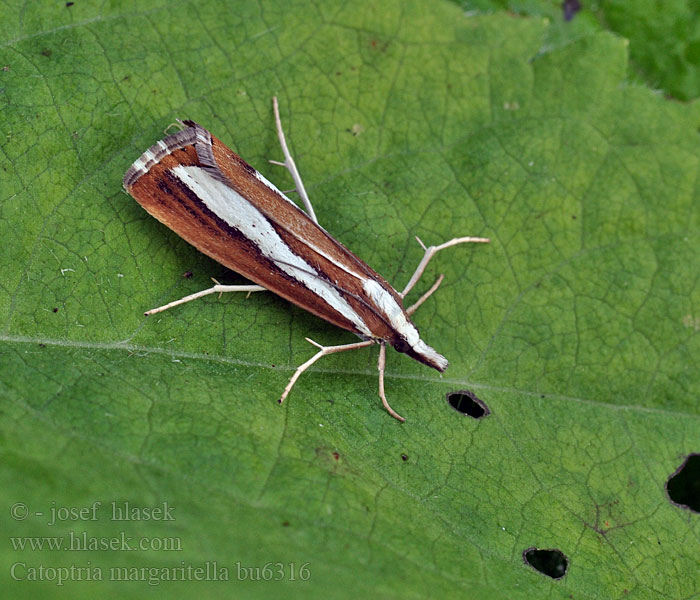 Trávovec rúbaniskový Catoptria margaritella