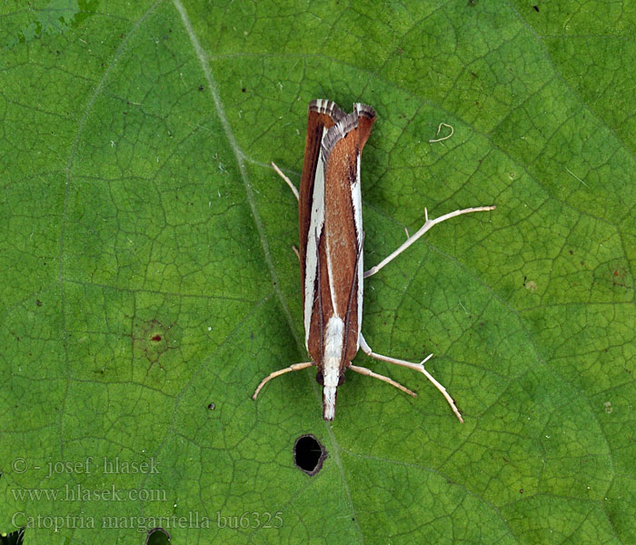 Kiilakuovakoisa Pärlgräsmott Perlemornebbmott Catoptria margaritella