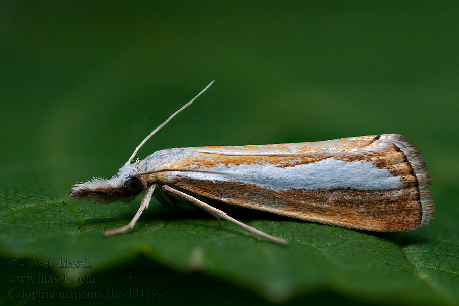 Catoptria permutatella