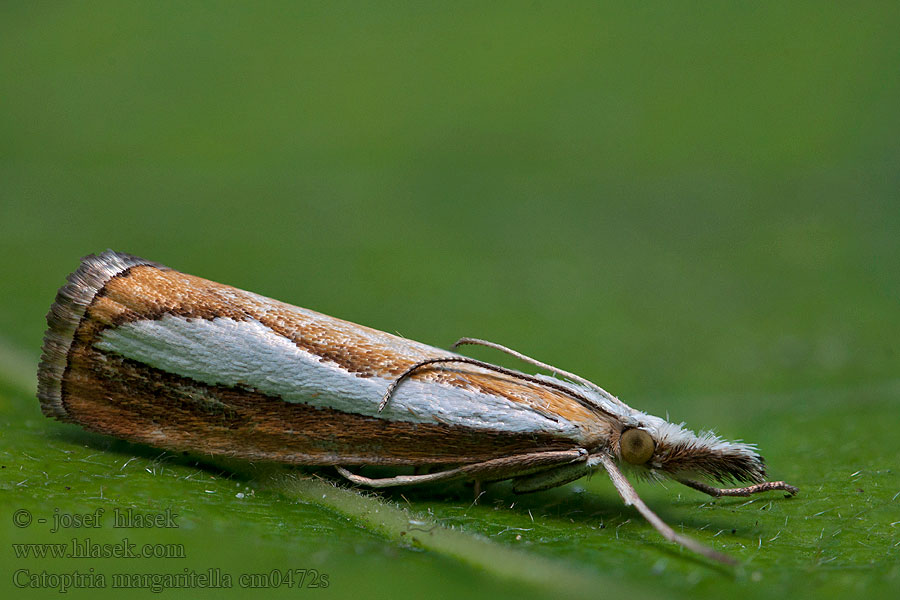 Catoptria permutatella