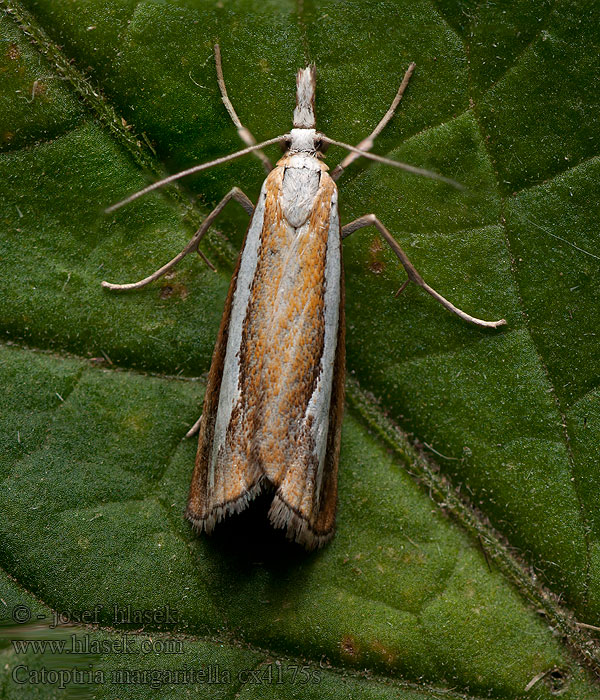 Catoptria permutatella