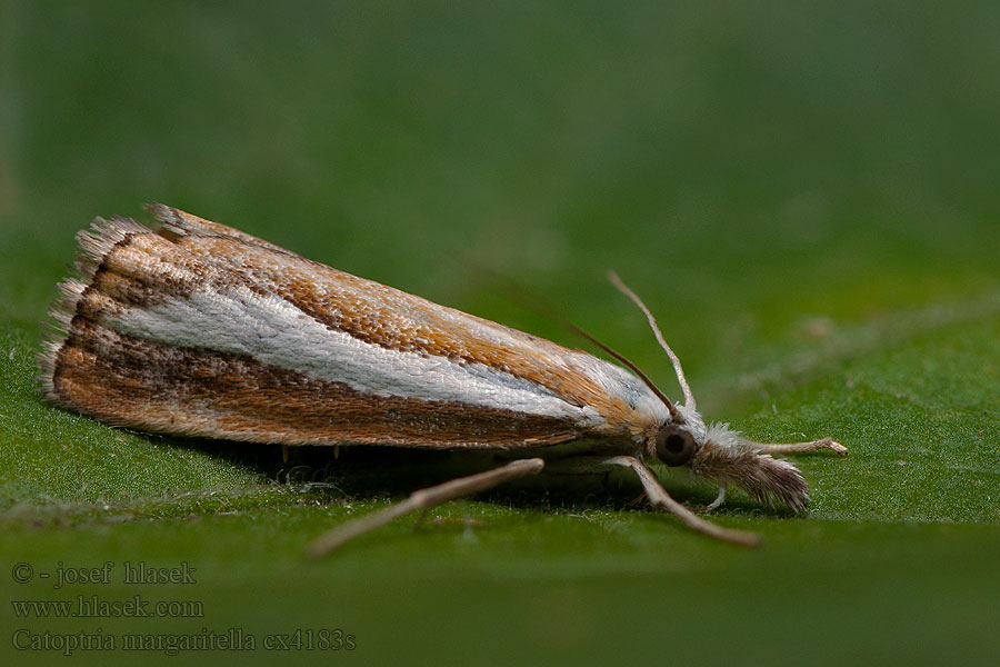 Catoptria permutatella