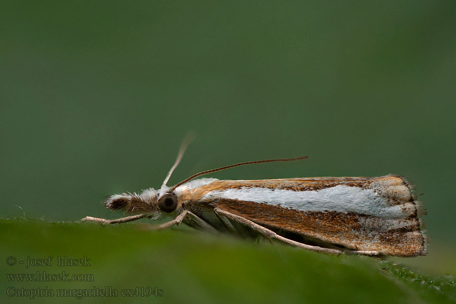 Catoptria permutatella